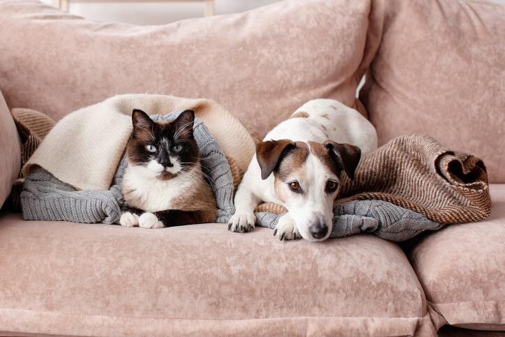 Pet Dander & Air Ducts: Why Pet Owners Should Consider Regular Cleaning Pet Dander & Air Ducts: Why Pet Owners Should Consider Regular Cleaning